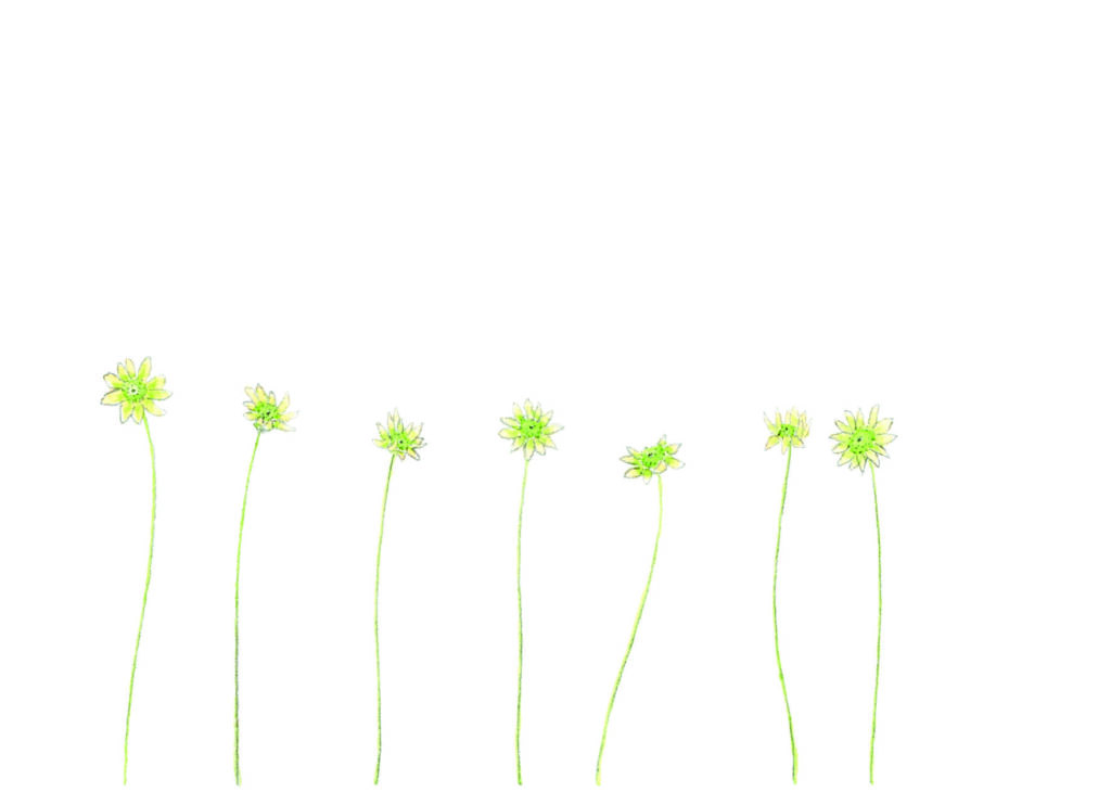 Postkarte mit kleinen Blümchen am unteren Bildrand. Aquarellierte Bleistiftzeichnung.