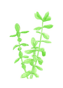 Postkarte mit aquarellierter Bleistiftzeichnung eines Geldbaums.