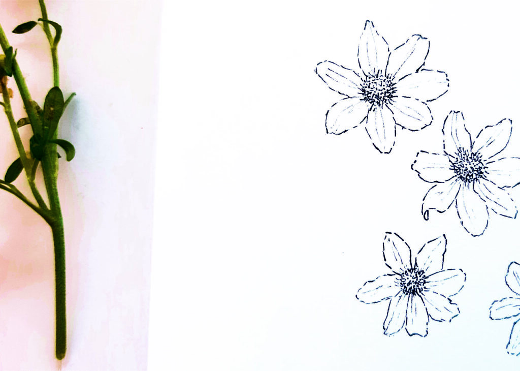 Zeichnung kleiner Blüten.